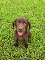Bear, a male Labrador Retriever for sale in Savannah, GA – 4 of 6