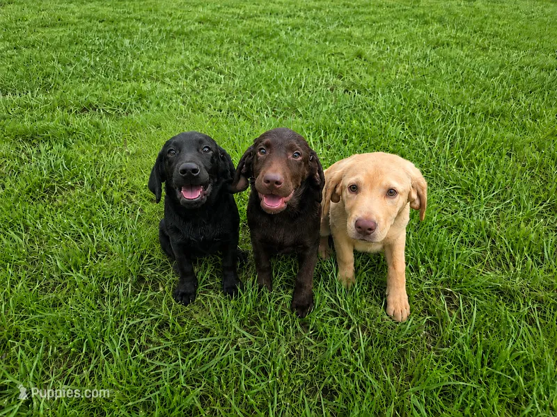 Max – Labrador Retriever puppy for sale in Port Wentworth, GA