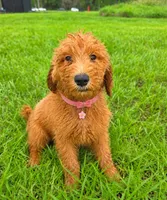 Goldie - F1 Standard, a female Goldendoodle for sale in Alpharetta, GA – 4 of 5
