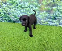 Daisy, a female Labrador Retriever for sale in Savannah, GA – 9 of 9