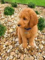 Teddy - F1 Standard, a male Goldendoodle for sale in Alpharetta, GA – 2 of 7
