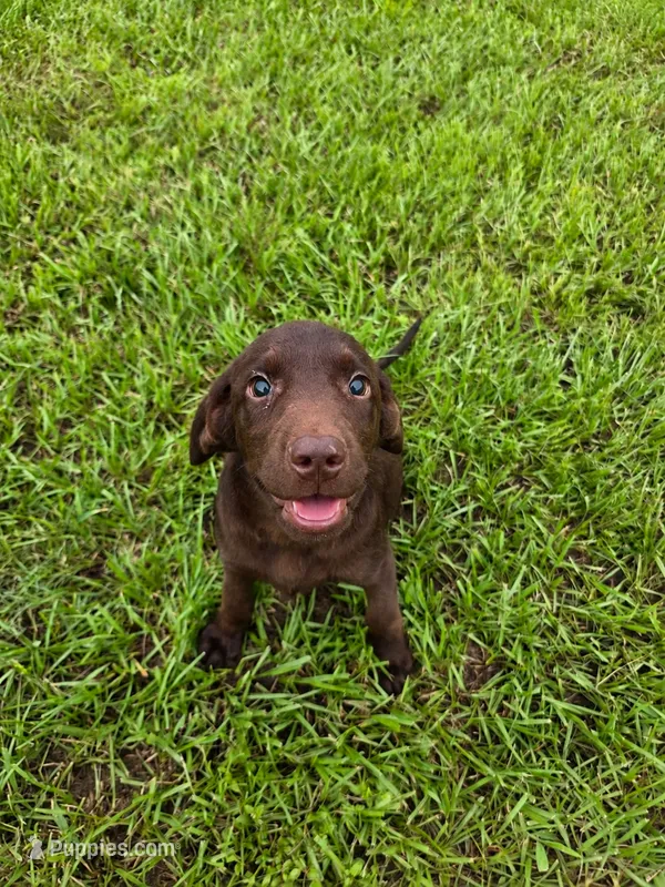 Stella – Labrador Retriever puppy for sale in Port Wentworth, GA
