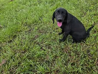 Luna, a female Labrador Retriever for sale in Savannah, GA – 8 of 10
