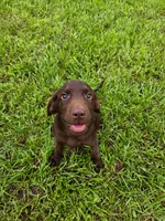 Bear, a male Labrador Retriever for sale in Savannah, GA – 5 of 6