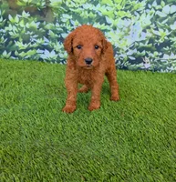 Nala, a female Goldendoodle for sale in Port Wentworth, GA – 9 of 9