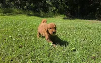 Louie, a male Goldendoodle for sale in Port Wentworth, GA – 8 of 10
