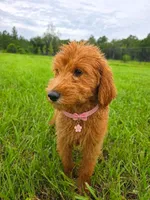Goldie - F1 Standard, a female Goldendoodle for sale in Alpharetta, GA – 3 of 5