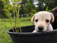 Max, a male Labrador Retriever for sale in Savannah, GA – 6 of 7