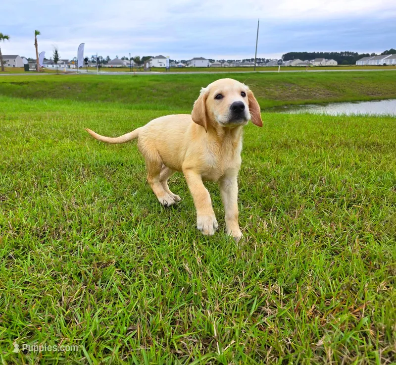Nova – Labrador Retriever puppy for sale in Port Wentworth, GA