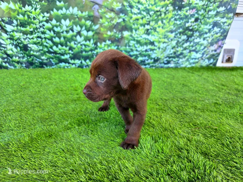 Benny – Labrador Retriever puppy for sale in Savannah, GA