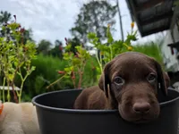 Lucy, a male Labrador Retriever for sale in Savannah, GA – 6 of 7