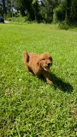 Louie, a male Goldendoodle for sale in Port Wentworth, GA – 3 of 10