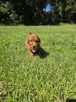 Louie, a male Goldendoodle for sale in Port Wentworth, GA – 6 of 10