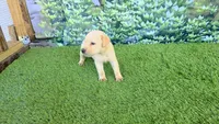 Milo, a male Labrador Retriever for sale in Savannah, GA – 3 of 6