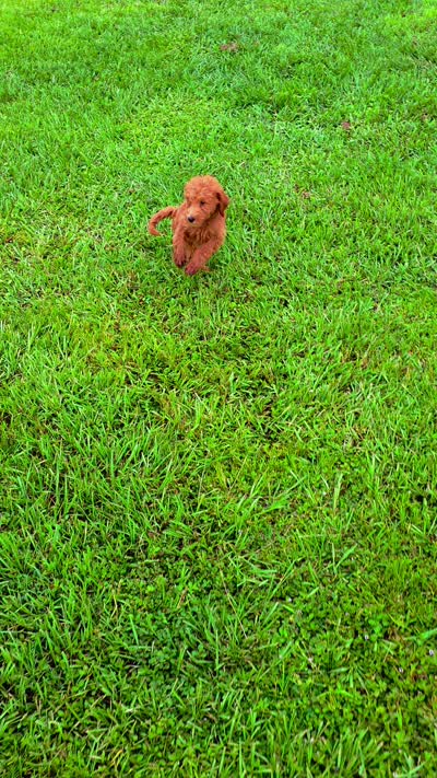 Teddy, a male Goldendoodle for sale in Port Wentworth, GA – 2 of 8