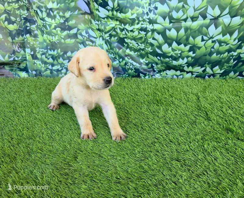 Milo – Labrador Retriever puppy for sale in Savannah, GA