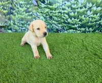 Milo, a male Labrador Retriever for sale in Savannah, GA – 1 of 6