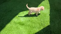 Rosie, a female Labrador Retriever for sale in Savannah, GA – 4 of 5