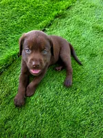 Ruby, a female Labrador Retriever for sale in Savannah, GA – 3 of 5