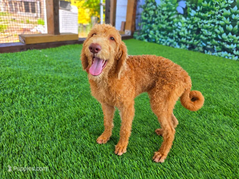 Honey – Labradoodle puppy for sale in Port Wentworth, GA