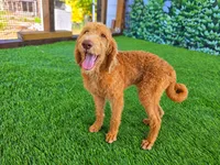 Honey, a female Labradoodle for sale in Port Wentworth, GA – 1 of 5