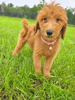 Daisy, a female Goldendoodle for sale in Port Wentworth, GA – 6 of 6