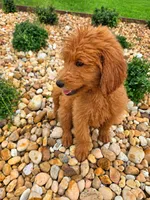 Teddy, a male Goldendoodle for sale in Port Wentworth, GA – 7 of 8