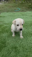 Lily, a female Labrador Retriever for sale in Port Wentworth, GA – 3 of 7
