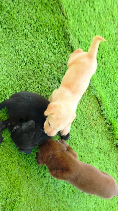 Theo, a male Labrador Retriever for sale in Port Wentworth, GA – 2 of 8