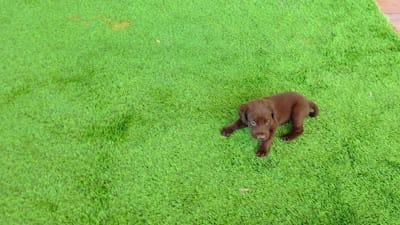 Heidi, a female Labrador Retriever for sale in Port Wentworth, GA – 2 of 8