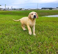 Luna, a female Labrador Retriever for sale in Port Wentworth, GA – 3 of 8