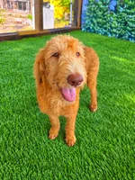 Honey, a female Labradoodle for sale in Port Wentworth, GA – 5 of 5