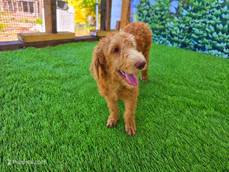 Benny – Labradoodle puppy for sale in Port Wentworth, GA