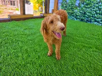 Benny, a male Labradoodle for sale in Port Wentworth, GA – 1 of 4