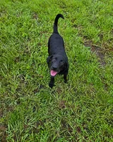 Luna, a female Labrador Retriever for sale in Savannah, GA – 10 of 10