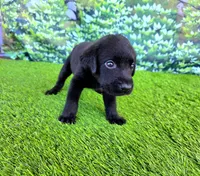 Leo, a male Labrador Retriever for sale in Savannah, GA – 3 of 7
