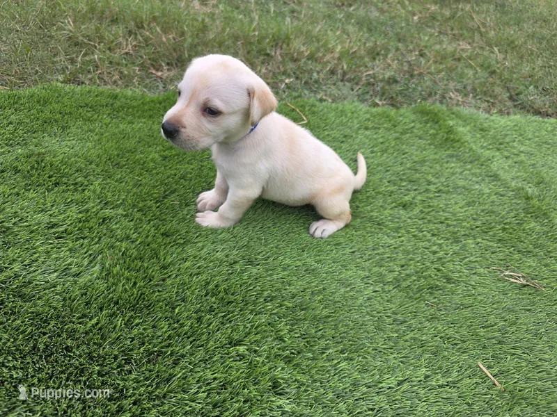 Lily – Labrador Retriever puppy for sale in Port Wentworth, GA