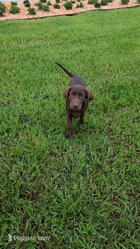 Bear – Labrador Retriever puppy for sale in Savannah, GA