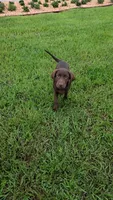Bear, a male Labrador Retriever for sale in Savannah, GA – 1 of 6