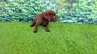 Ruby, a female Labrador Retriever for sale in Savannah, GA – 4 of 5