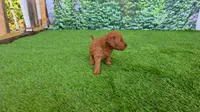 Millie, a female Goldendoodle for sale in Port Wentworth, GA – 7 of 8