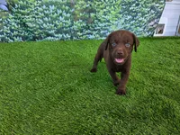 Benny, a male Labrador Retriever for sale in Savannah, GA – 3 of 5