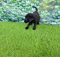 Leo, a male Labrador Retriever for sale in Savannah, GA – 6 of 7