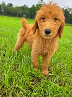 Teddy, a male Goldendoodle for sale in Port Wentworth, GA – 3 of 8