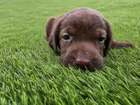 Lucy, a male Labrador Retriever for sale in Savannah, GA – 7 of 7