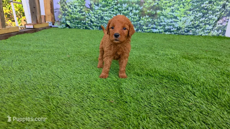 Millie – Goldendoodle puppy for sale in Savannah, GA