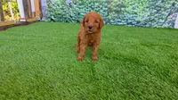 Millie, a female Goldendoodle for sale in Port Wentworth, GA – 1 of 8