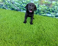 Daisy, a female Labrador Retriever for sale in Savannah, GA – 5 of 9
