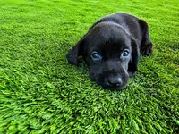 Daisy, a female Labrador Retriever for sale in Savannah, GA – 7 of 9