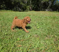 Louie, a male Goldendoodle for sale in Port Wentworth, GA – 5 of 10